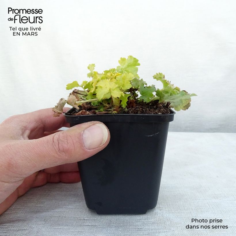 Example of Heuchère - Heuchera Lime Rickey Kweekpotje van 8/9 cm as you get in hiver