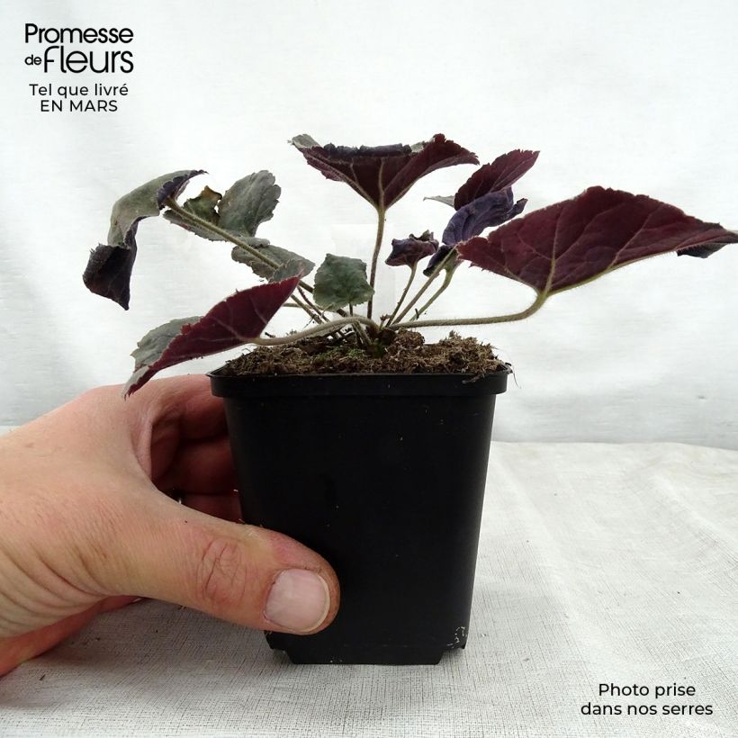 Exemplaar van Heuchera Magnum - Purperklokje Kweekpotje van 8/9 cm zoals geleverd in de lente