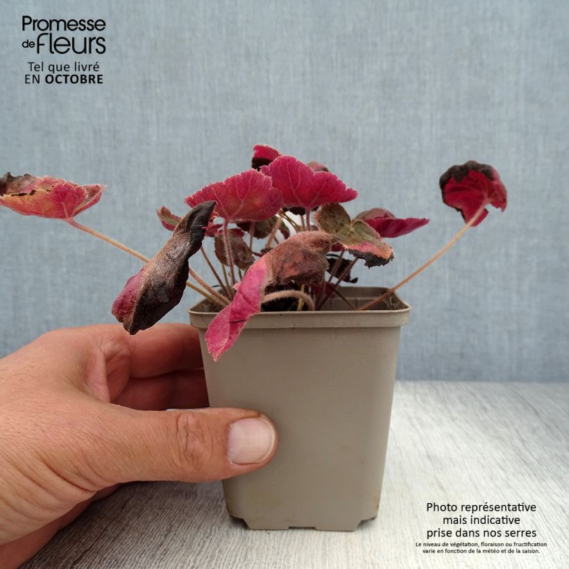 Exemplaar van Heuchera Magnum - Purperklokje Kweekpotje van 8/9 cm zoals geleverd in de herfst