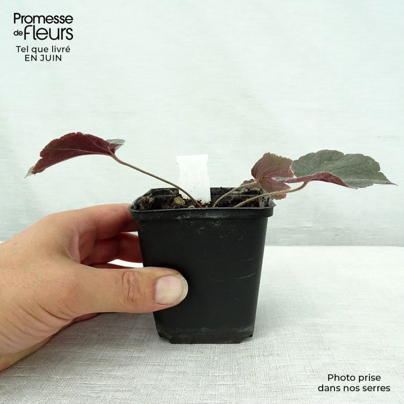 Exemplaar van Heuchera Magnum - Purperklokje Kweekpotje van 8/9 cm zoals geleverd in de zomer