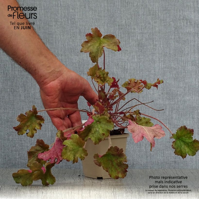 Exemplaar van Heuchera Marmelade - Purperklokje Kweekpotje van 8/9 cm zoals geleverd in de zomer