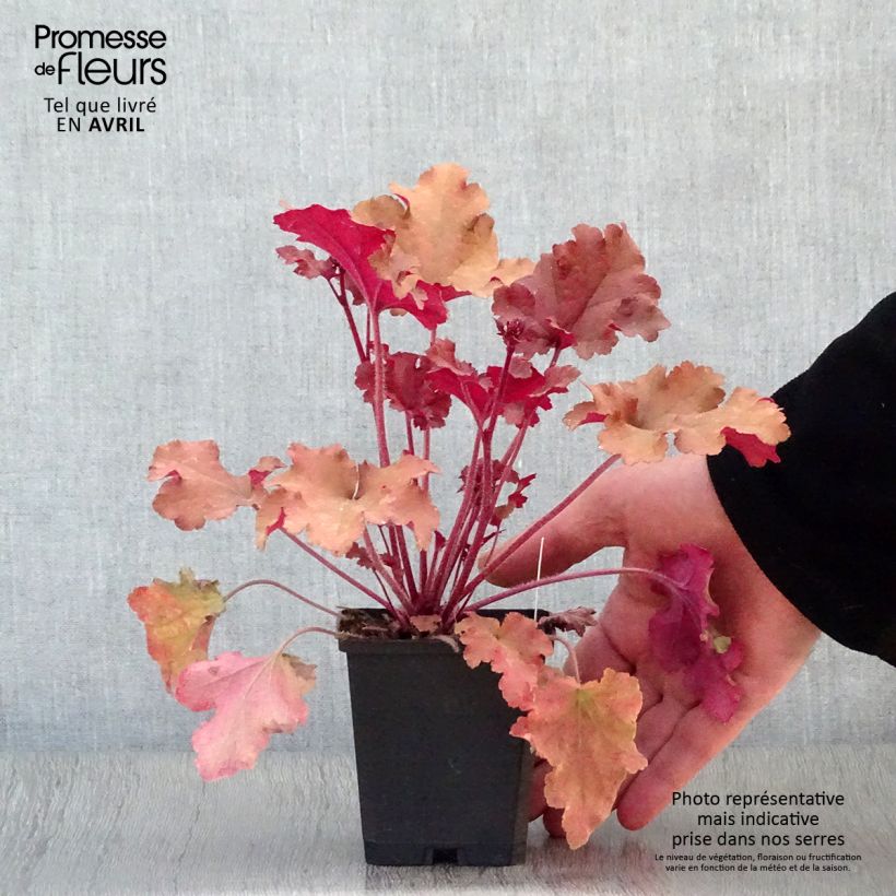Exemplaar van Heuchera Marmelade - Purperklokje Kweekpotje van 8/9 cm zoals geleverd in de lente