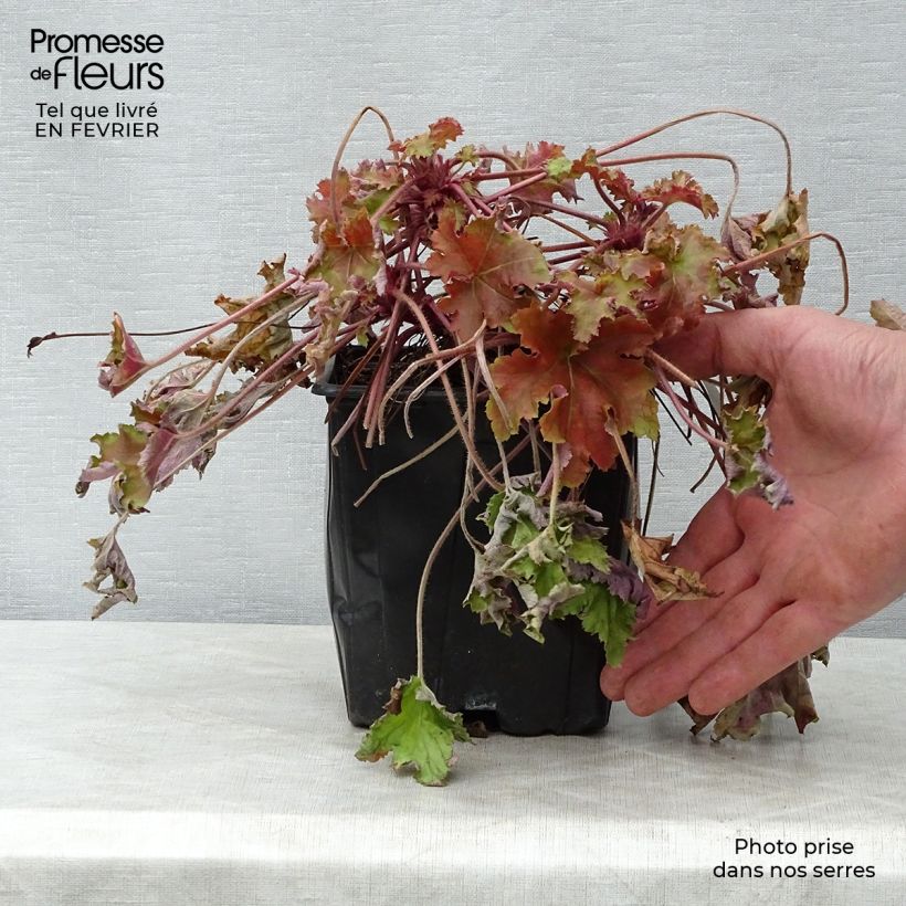 Example of Heuchère - Heuchera Marmelade Pot van 2 l/3 l as you get in hiver