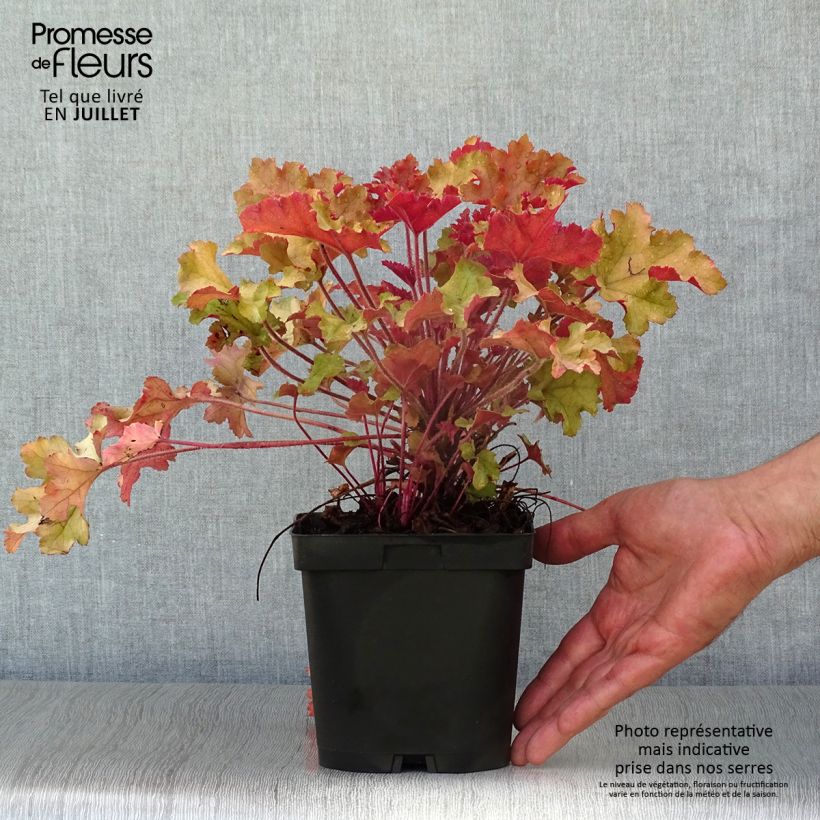 Exemplaar van Heuchera Marmelade - Purperklokje Pot van 2 l/3 l zoals geleverd in de zomer