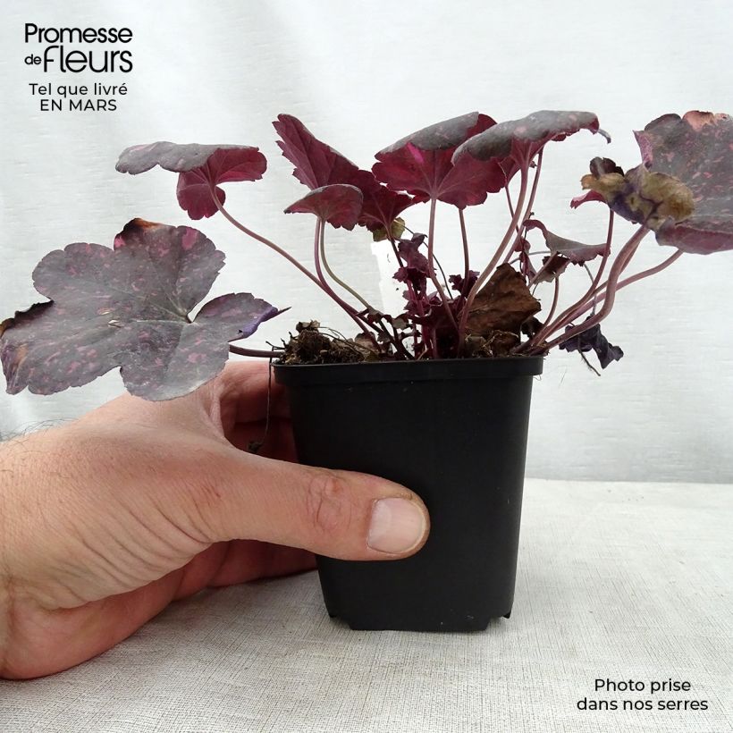 Exemplaar van Heuchera Midnight Rose - Purperklokje Kweekpotje van 8/9 cm zoals geleverd in de lente