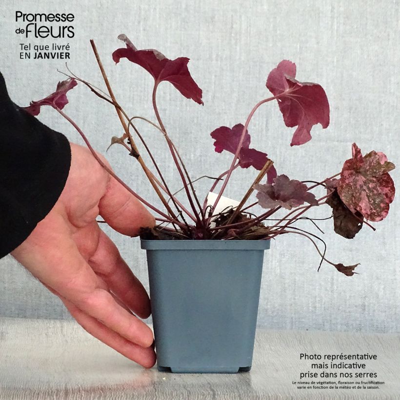 Example of Heuchera Midnight Rose - Purperklokje Kweekpotje van 8/9 cm as you get in hiver