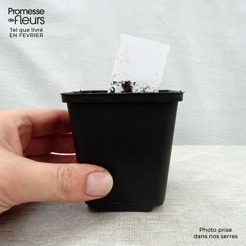 Exemplaar van Heuchera Mint Julep - Purperklokje Kweekpotje van 8/9 cm zoals geleverd in de winter