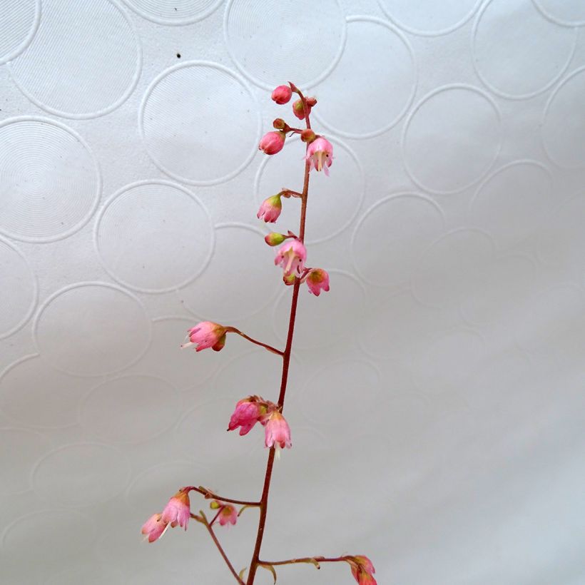 Heuchera Miracle - Purperklokje (Flowering)