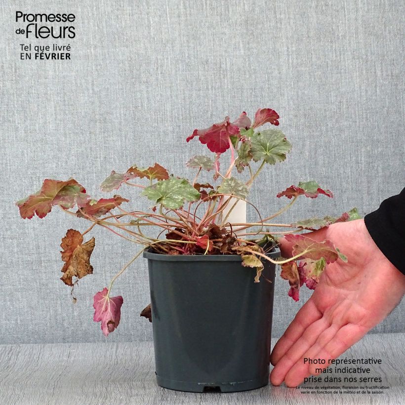 Example of Heuchère -  Heuchera Miracle Pot van 2 l/3 l as you get in hiver