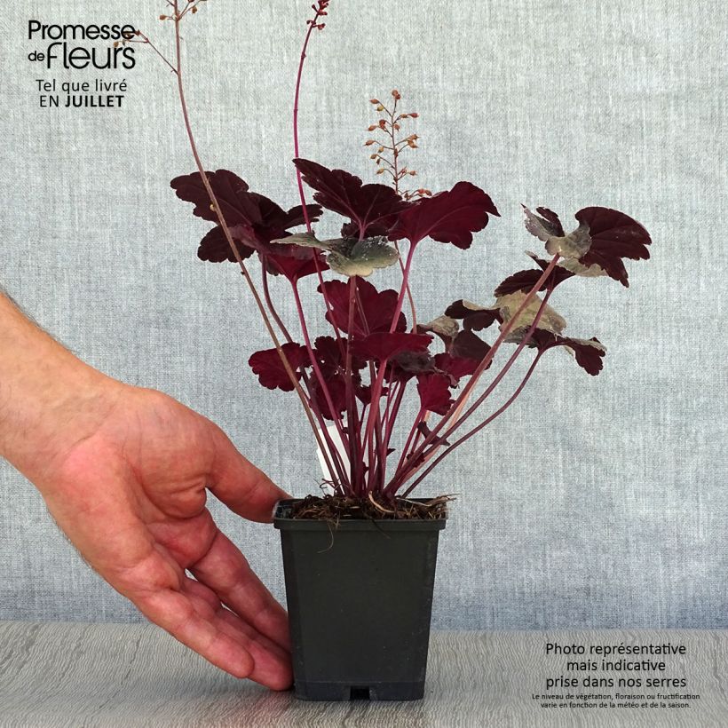 Exemplaar van Heuchera Obsidian - Purperklokje Kweekpotje van 8/9 cm zoals geleverd in de zomer