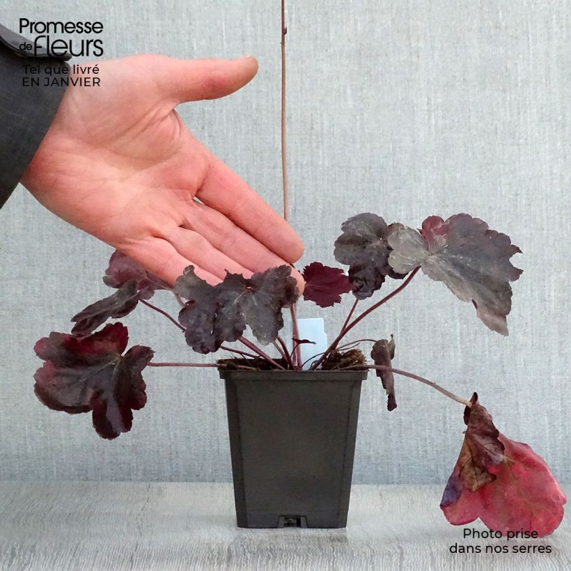 Example of Heuchère, Heuchera Obsidian Kweekpotje van 8/9 cm as you get in hiver
