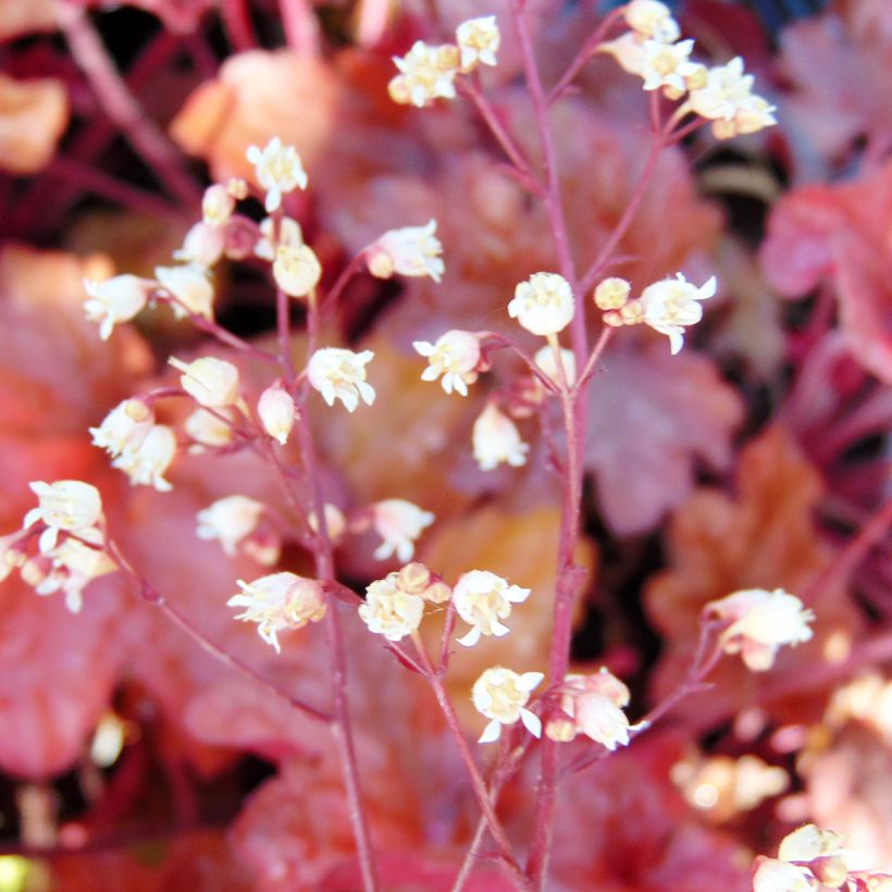 Heuchera Peach flambé - Purperklokje (Flowering)