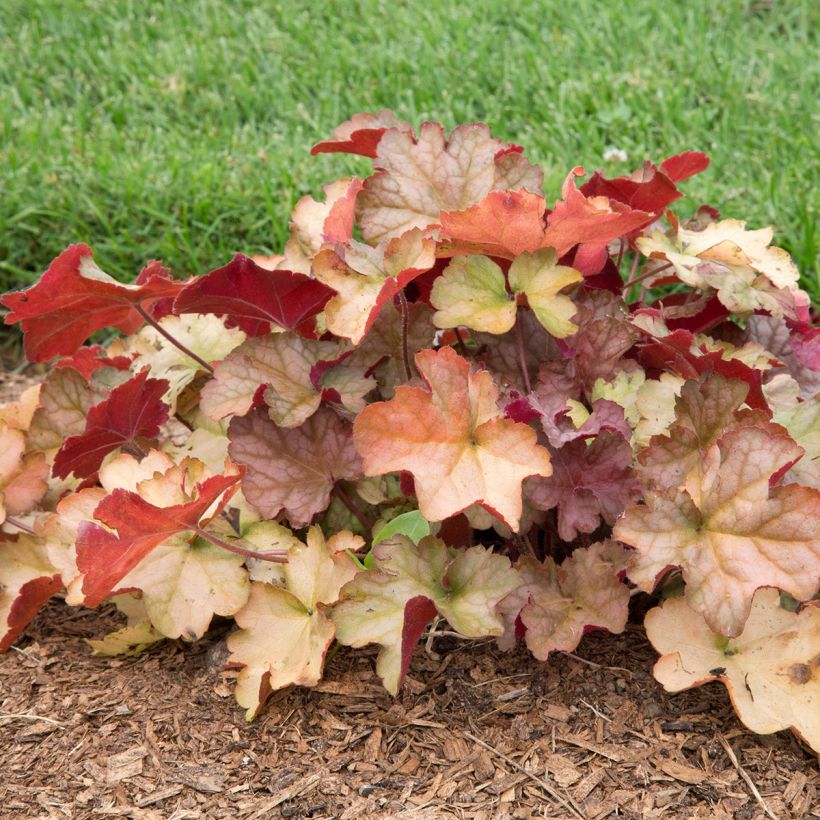 Heuchera Pinot Gris - Purperklokje (Groeiplaats)