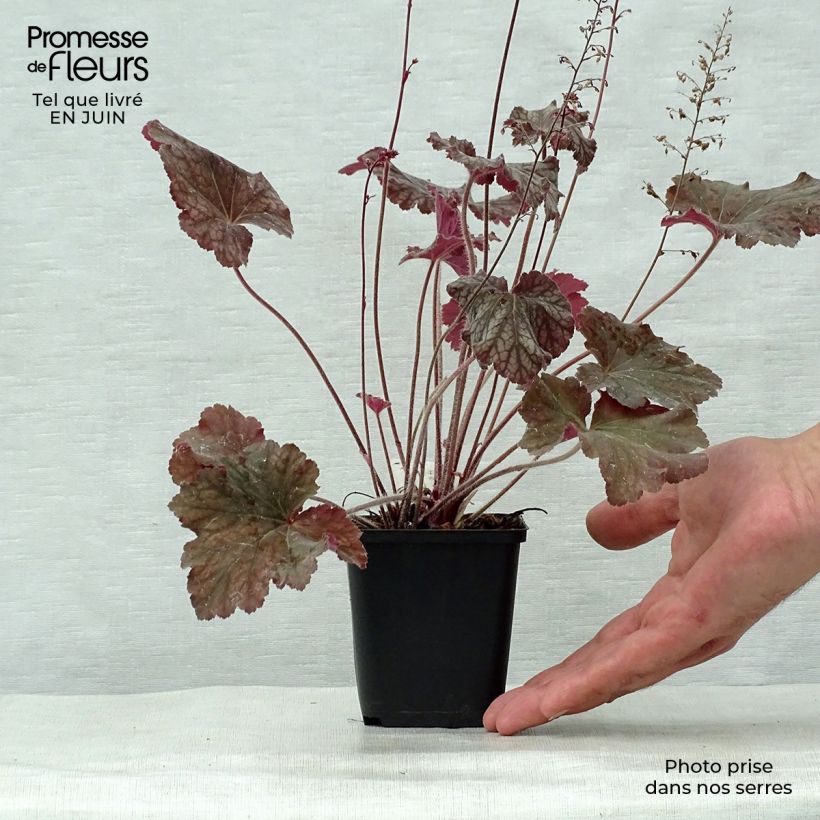 Exemplaar van Heuchera Pinot Noir - Purperklokje Kweekpotje van 8/9 cm zoals geleverd in de zomer