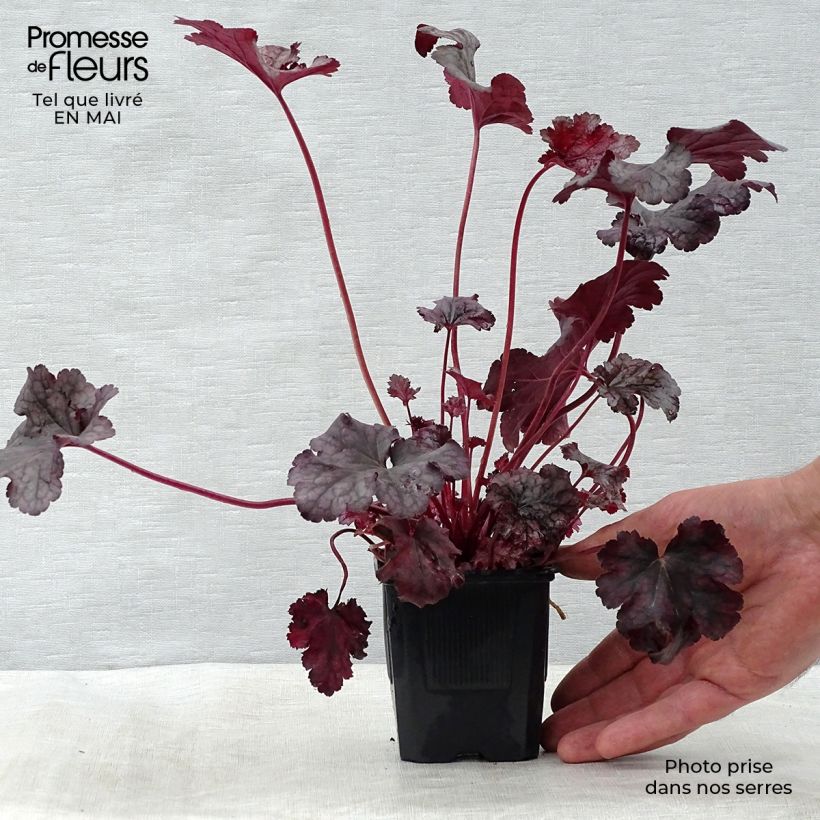 Exemplaar van Heuchera Plum Pudding - Purperklokje Kweekpotje van 8/9 cm zoals geleverd in de lente