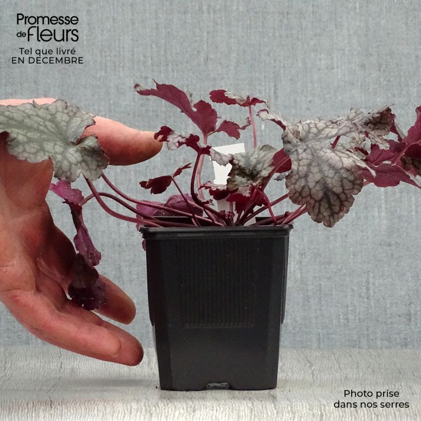 Example of Heuchère, Heuchera Plum Pudding Kweekpotje van 8/9 cm as you get in hiver