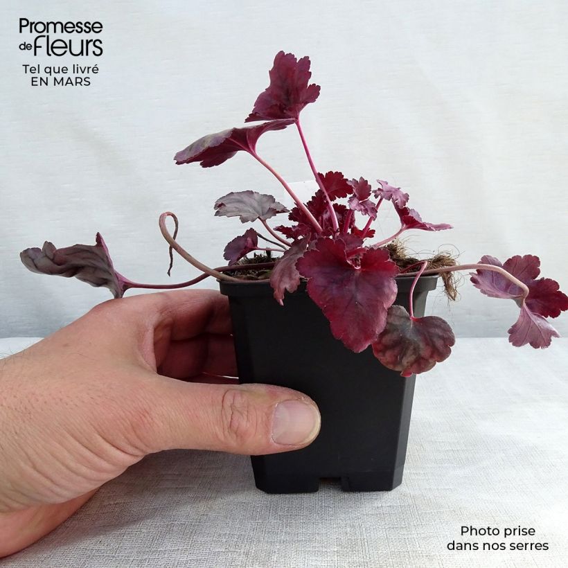 Example of Heuchère - Heuchera Plum Royale Kweekpotje van 8/9 cm as you get in hiver