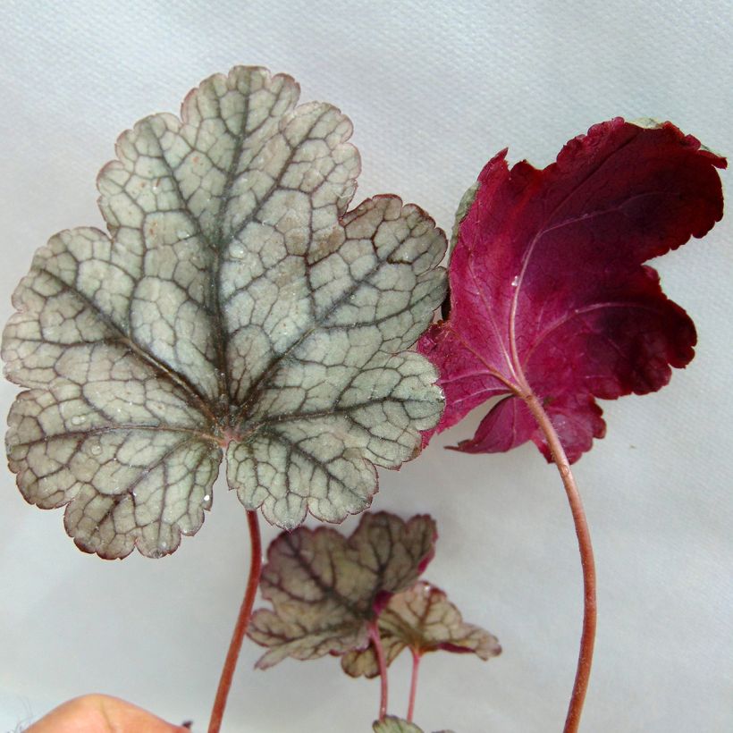 Heuchera Prince of Silver - Purperklokje (Blad)