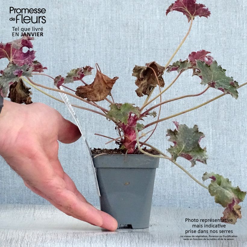 Example of Heuchère - Heuchera Purple Petticoats Kweekpotje van 8/9 cm as you get in hiver
