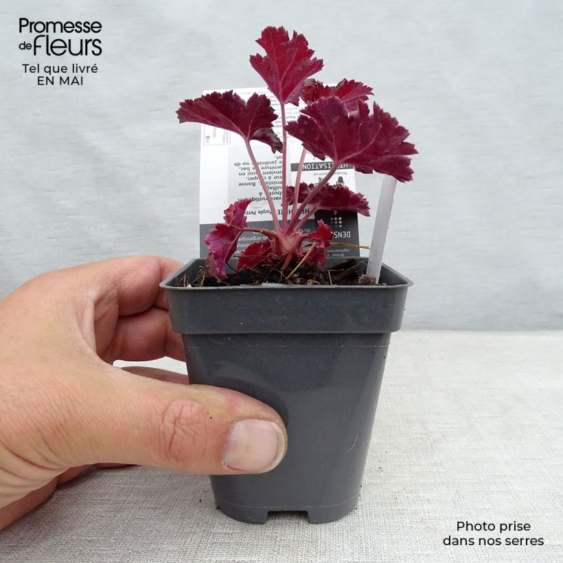 Exemplaar van Heuchera Purple Petticoats - Purperklokje Kweekpotje van 8/9 cm zoals geleverd in de lente
