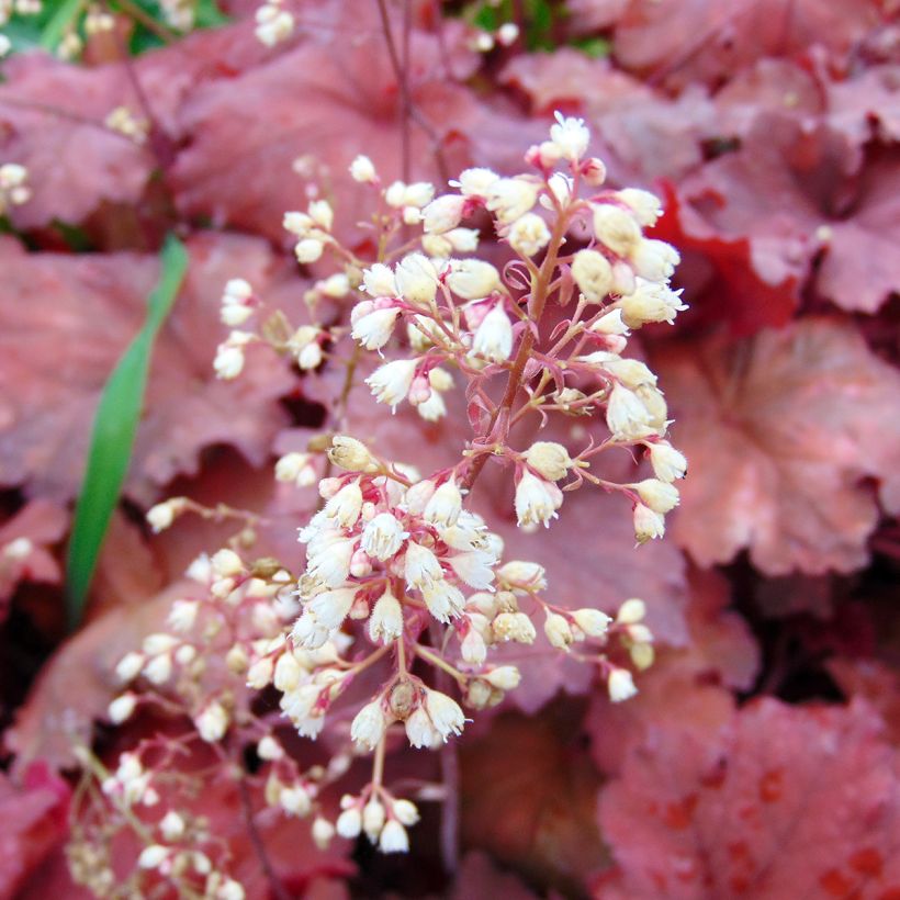 Heuchera Rio - Purperklokje (Flowering)