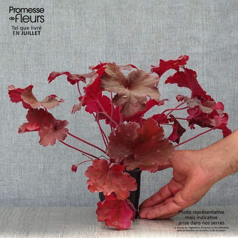 Exemplaar van Heuchera Rio - Purperklokje Kweekpotje van 7/8 cm zoals geleverd in de zomer