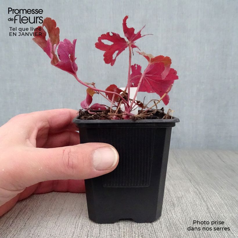 Example of Heuchère - Heuchera Rio® Kweekpotje van 7/8 cm as you get in hiver