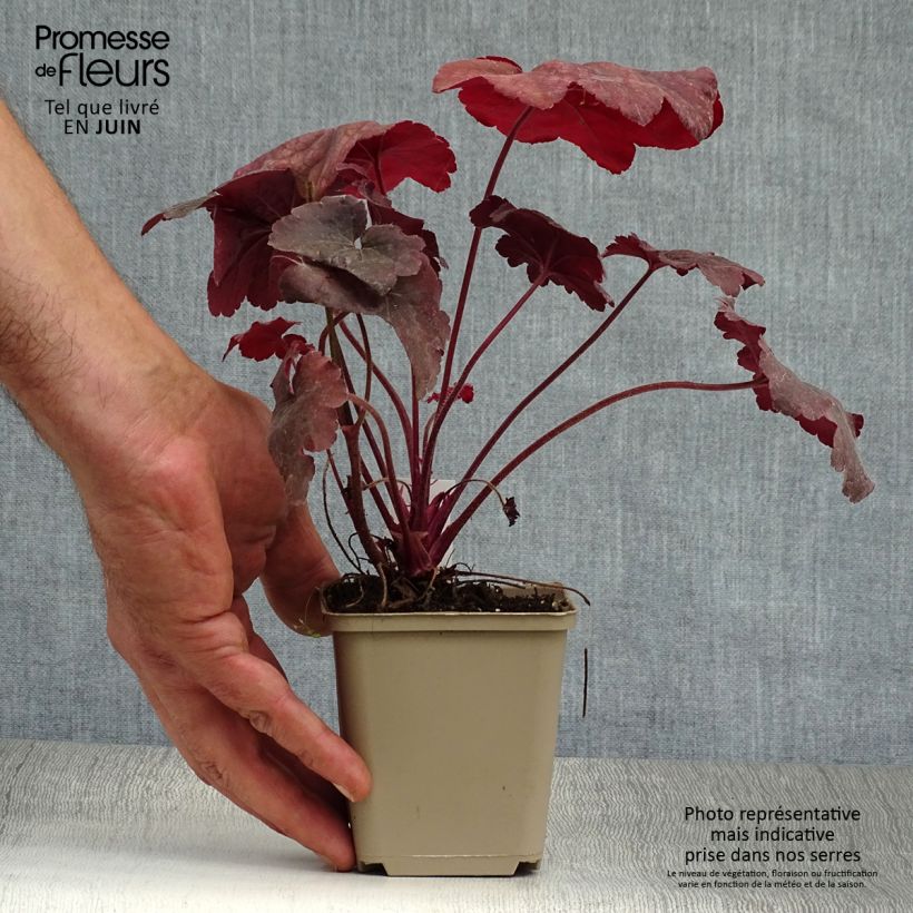 Exemplaar van Heuchera Root Beer - Purperklokje Kweekpotje van 8/9 cm zoals geleverd in de zomer
