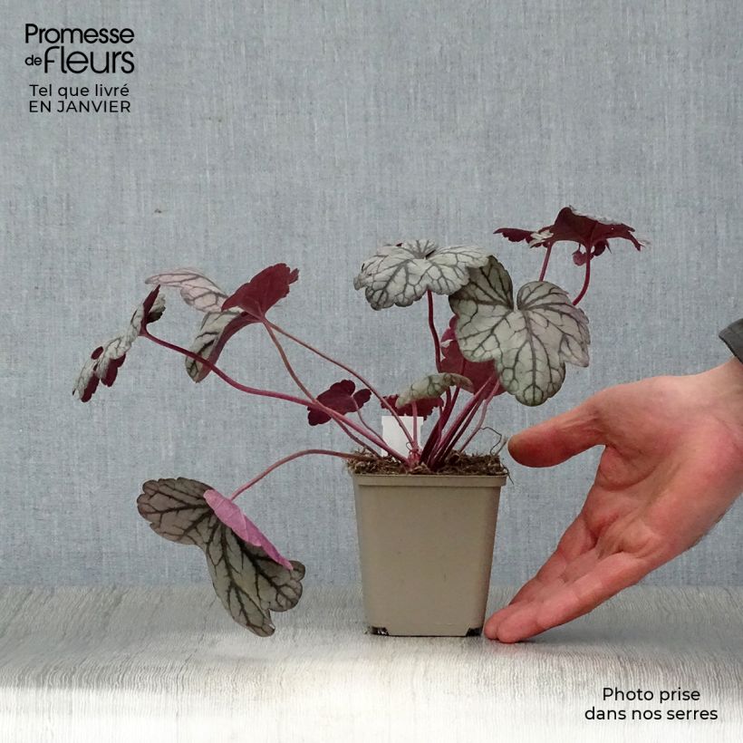 Example of Heuchère - Heuchera Sugar Plum Kweekpotje van 8/9 cm as you get in hiver