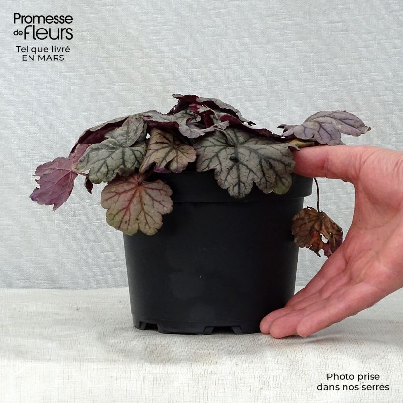 Exemplaar van Heuchera Sugar Plum - Purperklokje Pot van 2 l/3 l zoals geleverd in de lente
