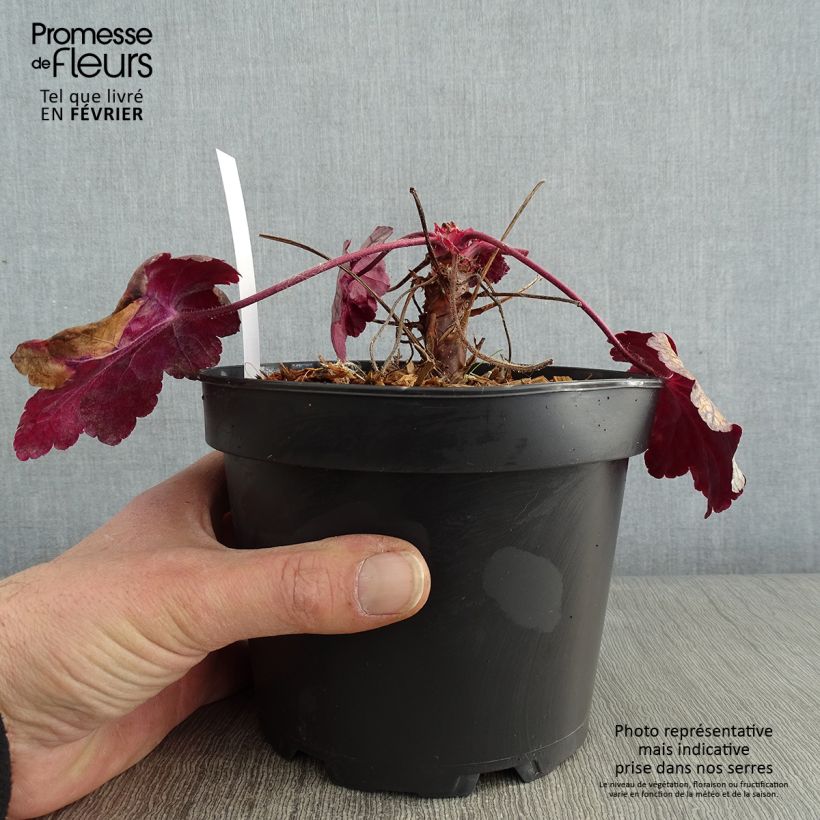 Example of Heuchère - Heuchera Sugar Plum Pot van 2 l/3 l as you get in hiver