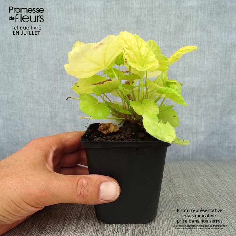 Exemplaar van Heuchera Tiramisu - Purperklokje Kweekpotje van 8/9 cm zoals geleverd in de zomer