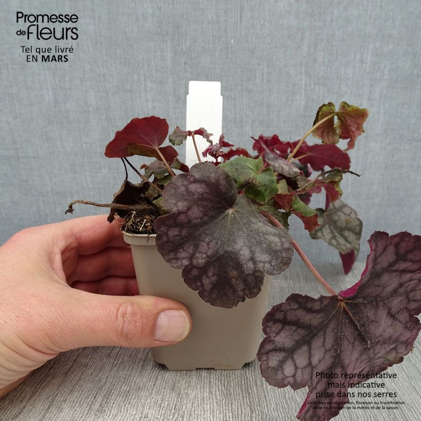 Exemplaar van Heuchera Velvet Night - Purperklokje Kweekpotje van 8/9 cm zoals geleverd in de winter