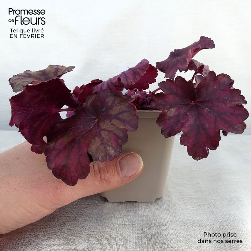 Example of Heuchera Wild Rose - Purperklokje Kweekpotje van 8/9 cm as you get in hiver