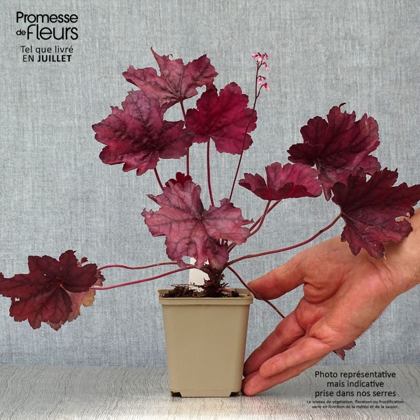 Exemplaar van Heuchera Wild Rose - Purperklokje Kweekpotje van 8/9 cm zoals geleverd in de zomer