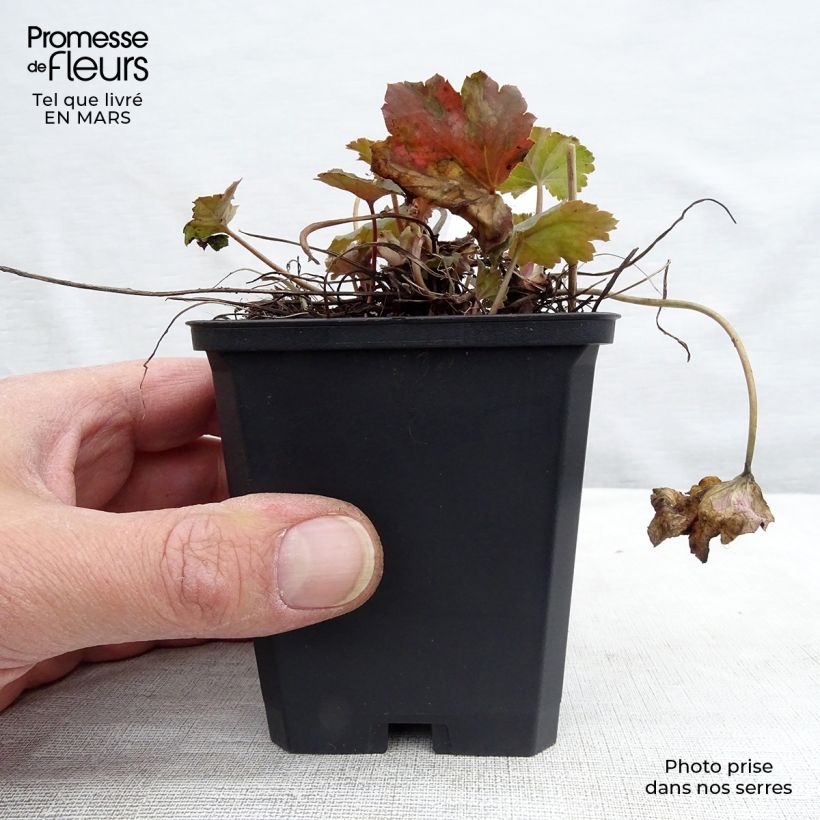 Exemplaar van Heuchera americana Dales Strain - Purperklokje Kweekpotje van 8/9 cm zoals geleverd in de lente