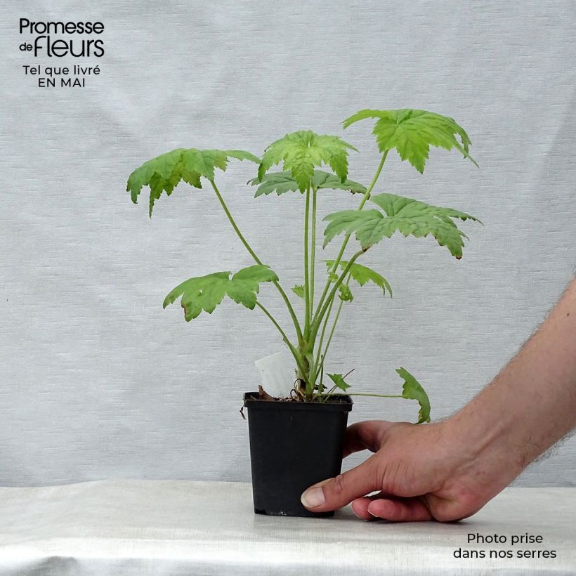 Exemplaar van Heuchera villosa Chantilly - Purperklokje Kweekpotje van 8/9 cm zoals geleverd in de lente