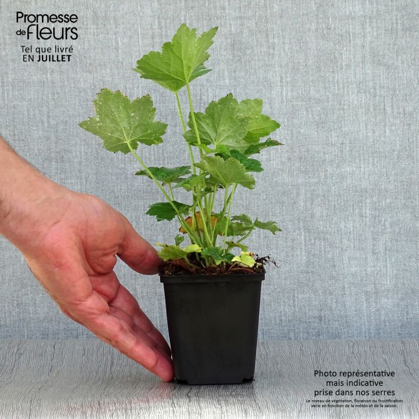 Exemplaar van Heuchera villosa Chantilly - Purperklokje Kweekpotje van 8/9 cm zoals geleverd in de zomer