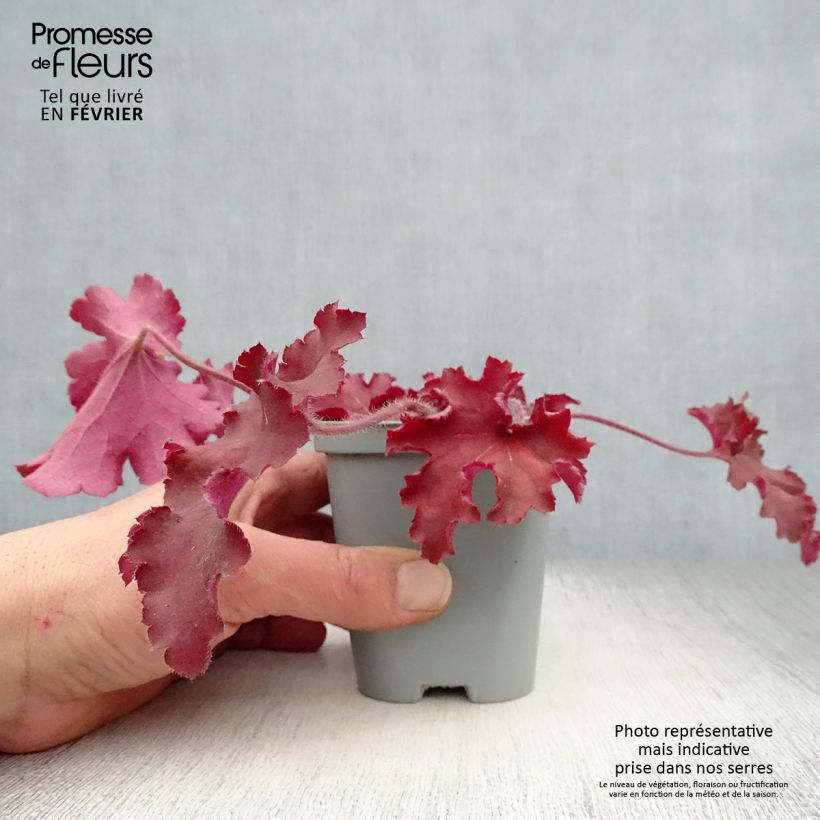 Exemplaar van Heuchera Indian Summer Cranberry - Purperklokje Kweekpotje van 8/9 cm zoals geleverd in de winter