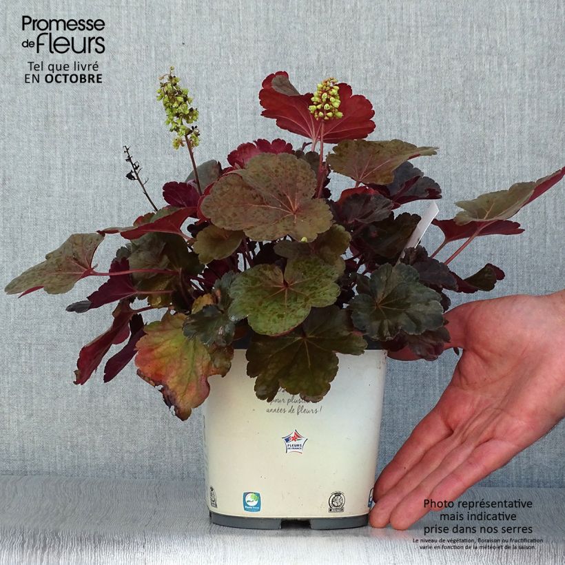 Exemplaar van Heuchera Little Cutie Blondie - Purperklokje Pot van 2 l/3 l zoals geleverd in de herfst