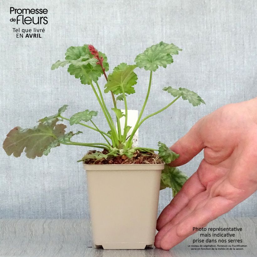 Exemplaar van Heuchera Paris - Purperklokje Kweekpotje van 8/9 cm zoals geleverd in de lente