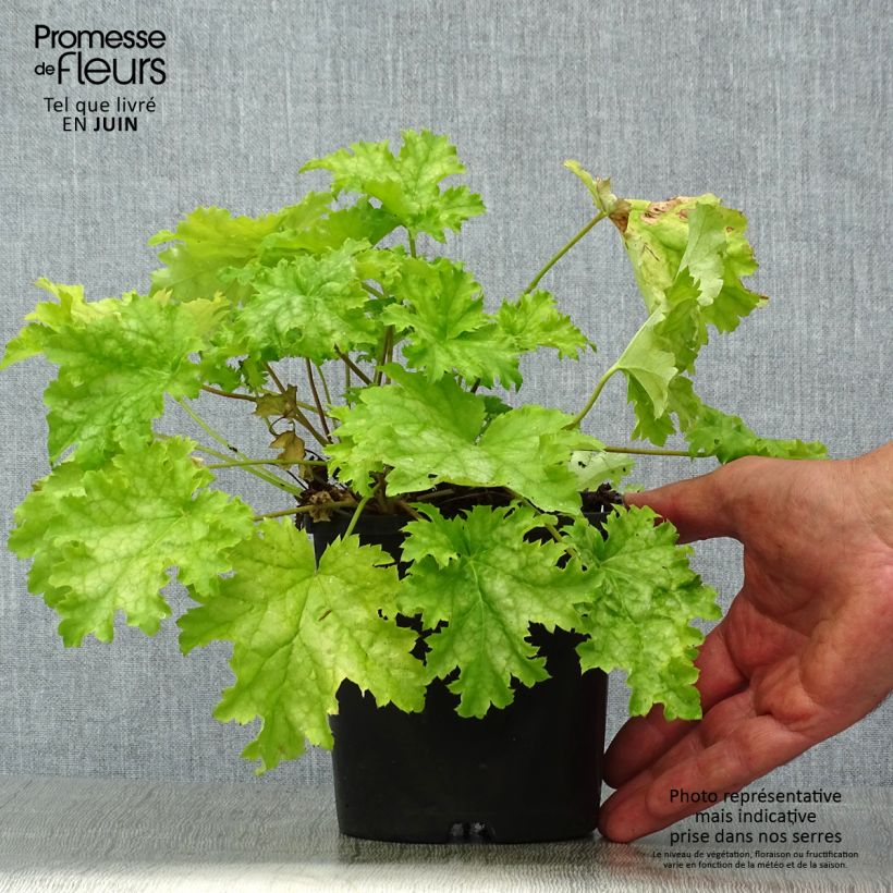 Exemplaar van Heuchera Pear Crisp - Purperklokje Pot van 1,5 l/2 l zoals geleverd in de zomer