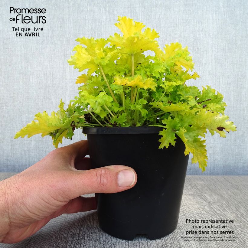 Exemplaar van Heuchera Pear Crisp - Purperklokje Pot van 1,5 l/2 l zoals geleverd in de lente