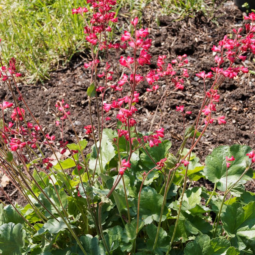 Heuchera Pluie de Feu - Purperklokje (Groeiplaats)
