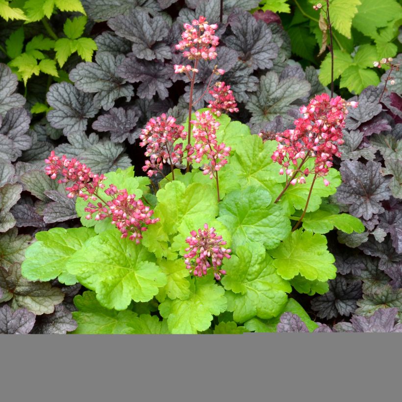 Heuchera Little Cuties Sweet Tart - Purperklokje (Plant habit)