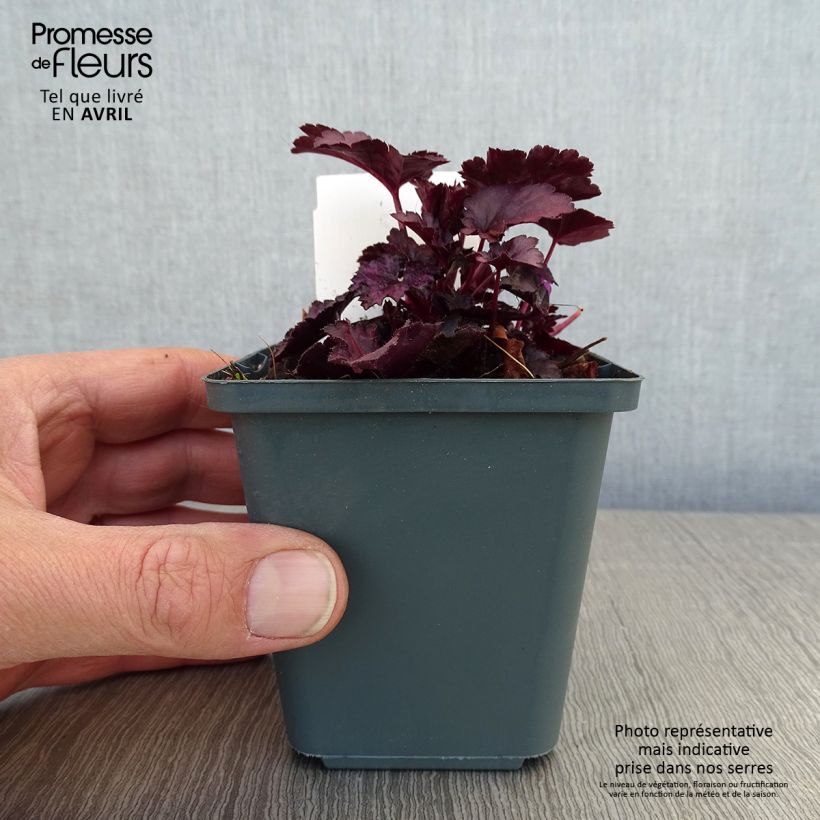 Exemplaar van Heuchera Dolce Wildberry - Purperklokje Kweekpotje van 8/9 cm zoals geleverd in de lente