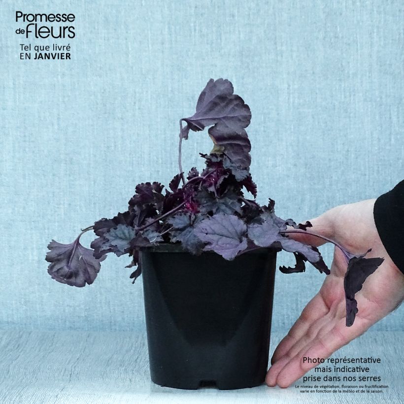 Example of Heuchera Dolce Wildberry - Purperklokje Pot van 1,5 l/2 l as you get in hiver