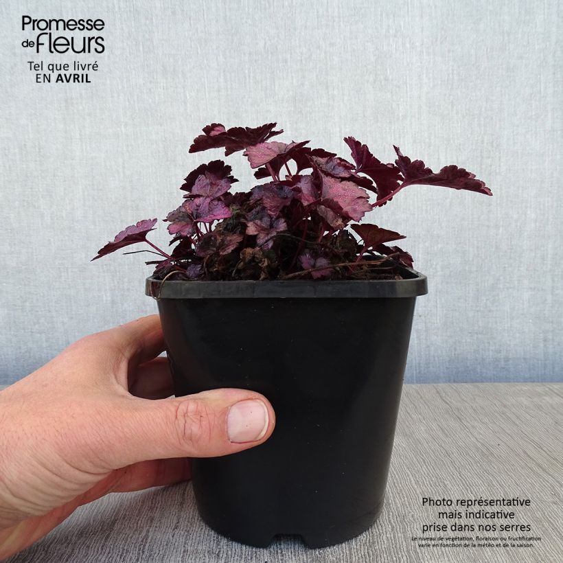 Exemplaar van Heuchera Dolce Wildberry - Purperklokje Pot van 1,5 l/2 l zoals geleverd in de lente