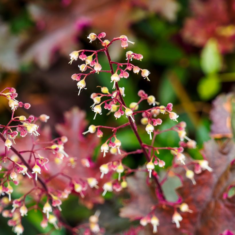 Heuchera micrantha Palace Purple - Purperklokje (Bloei)