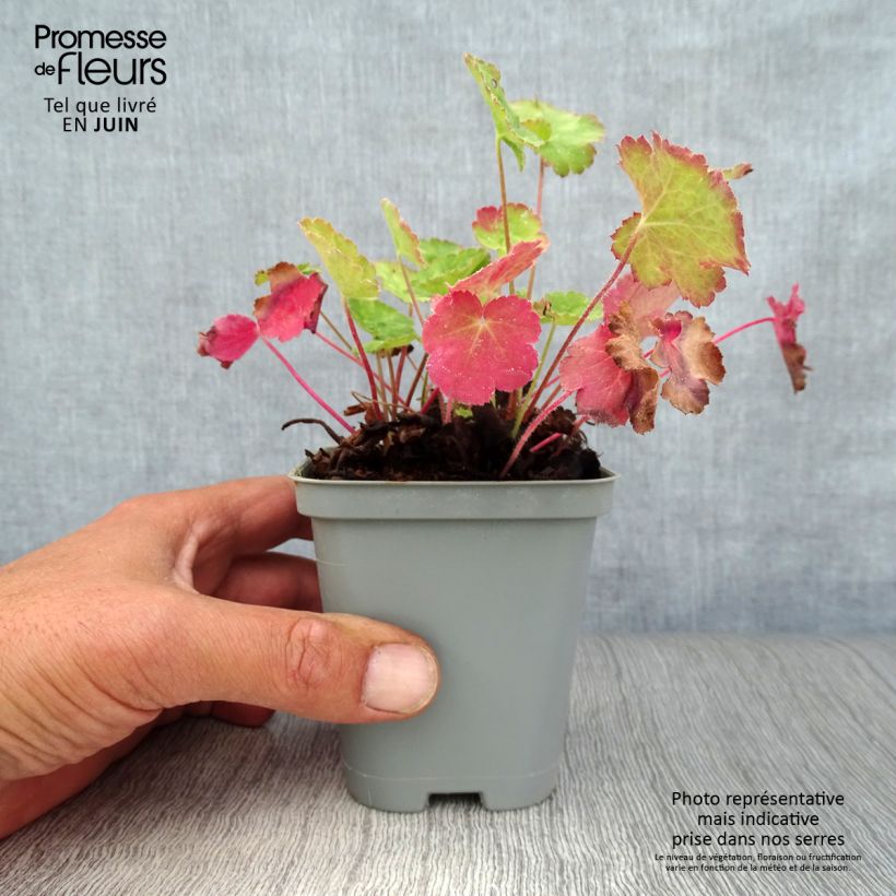Exemplaar van Heuchera sanguinea Leuchtkäfer - Purperklokje Kweekpotje van 8/9 cm zoals geleverd in de zomer